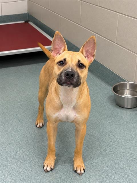 Photo of Meep, adoptable Staffordshire Bull Terrier in Baytown, Texas