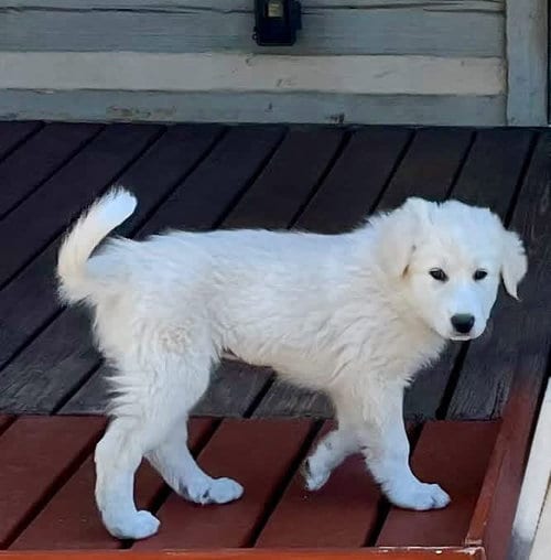 Photo of Eloise, adoptable Great Pyrenees in Denver, Colorado