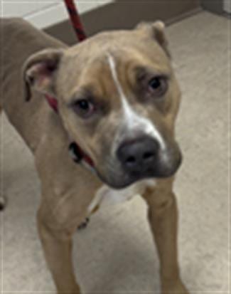 Photo of Pancho, adoptable Pit Bull Terrier in Saginaw, Michigan