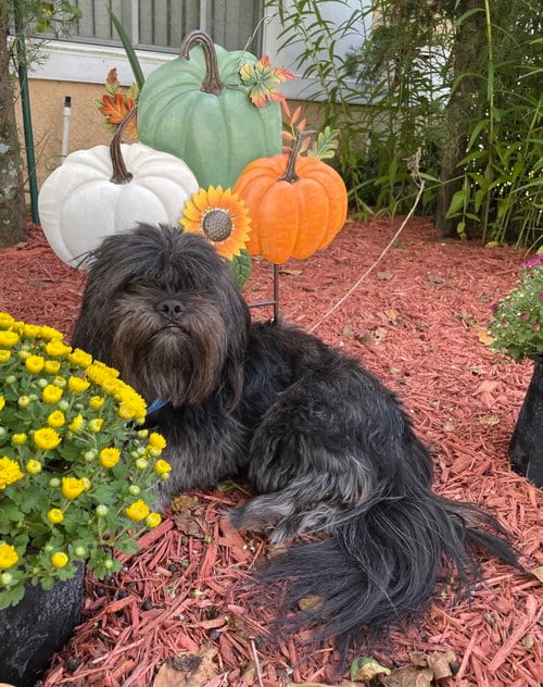 Photo of Teddy & Bear 2, adoptable Shih Tzu in Valrico, Florida