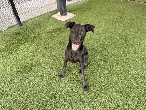 Photo of Bruno, adoptable Labrador Retriever in Garland, Texas