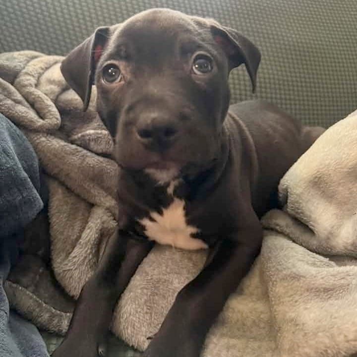 Photo of Overo (Horse Pup), adoptable Mixed Breed (Medium) in St. Louis, Missouri