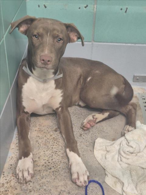 Photo of Clifford, adoptable Labrador Retriever in Houston, Texas