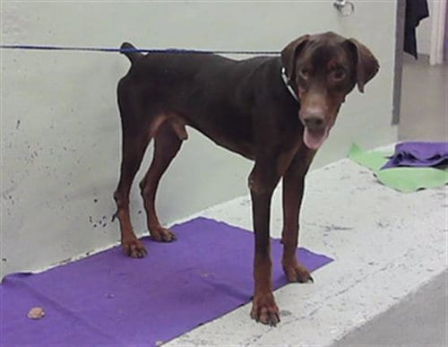 Photo of Knight, adoptable Doberman Pinscher in Houston, Texas