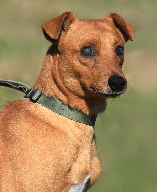 Photo of Dixon, adoptable Hound in North Fort Myers, Florida