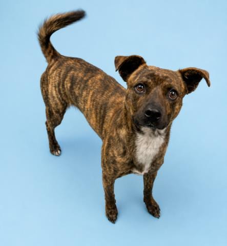 Photo of Carter, adoptable Australian Kelpie in HESPERIA, California