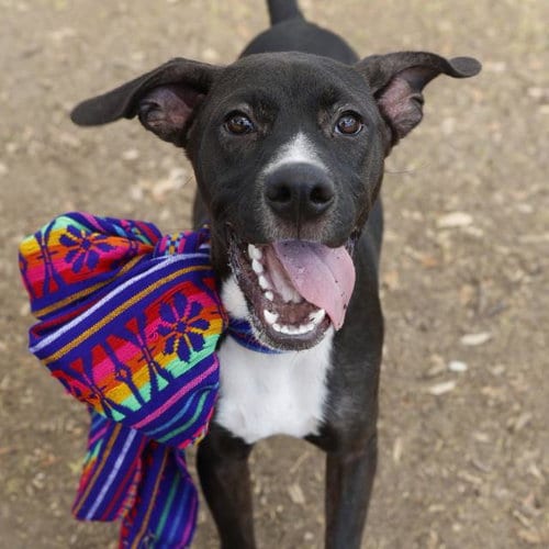 Photo of Maxwell, adoptable Labrador Retriever in San Antonio, Texas