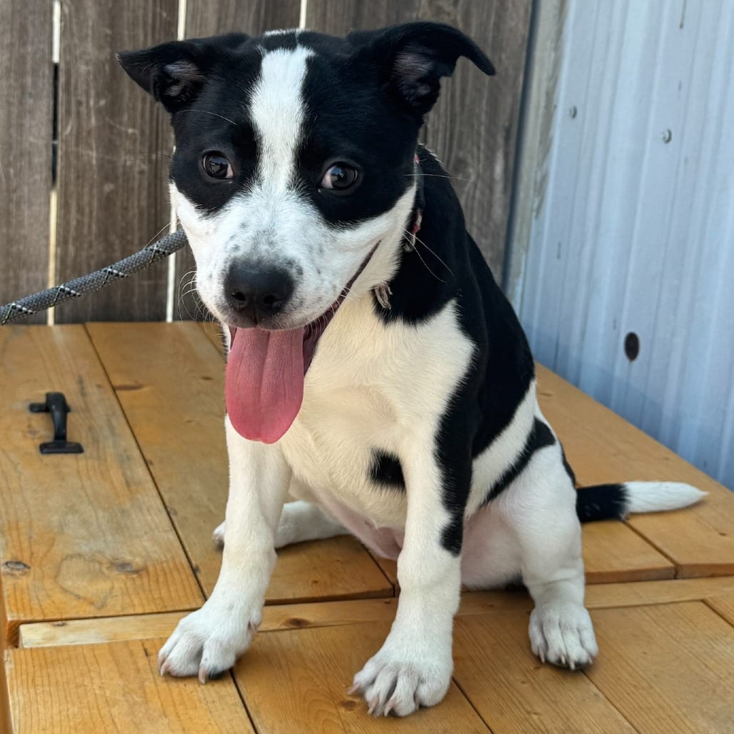 Photo of G.G K1, adoptable Mixed Breed (Large) in Union, Missouri