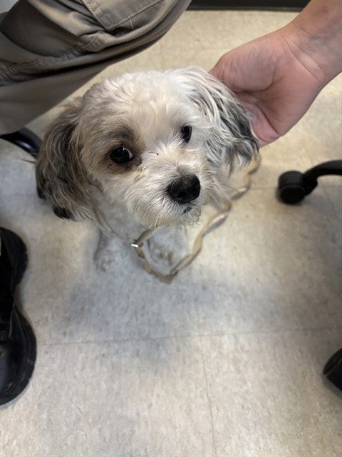 Photo of Princess, adoptable Poodle (Miniature) in Plano, Texas