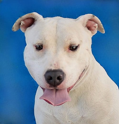 Photo of Priscilla, adoptable Pit Bull Terrier in Pasadena, California