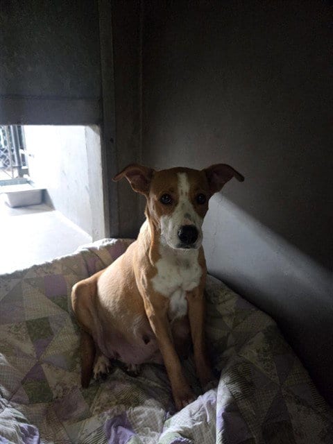 Photo of Snickers, adoptable Pit Bull Terrier in San Bernardino, California