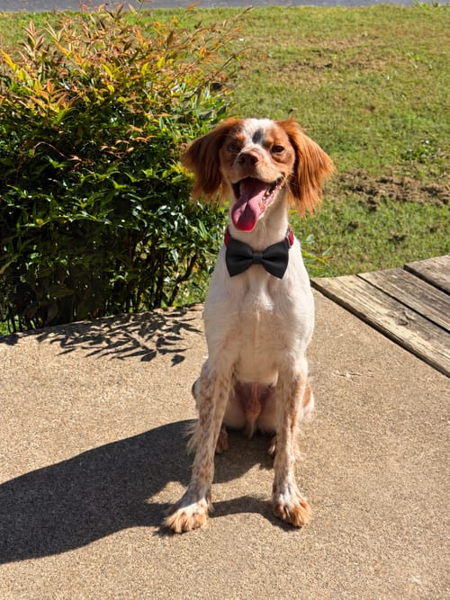 Photo of TN/Hank Jr, adoptable French Brittany in Curwensville, Pennsylvania