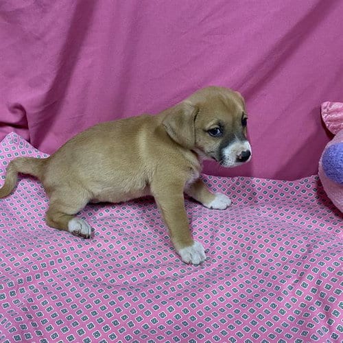 Photo of A614025, adoptable Australian Shepherd in Modesto, California