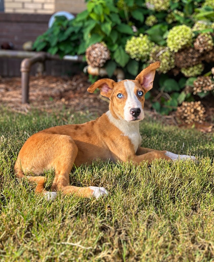 Photo of Evan, adoptable Mixed Breed in Douglasville, Georgia