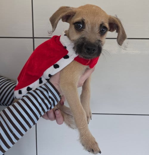 Photo of Camille, adoptable Unknown breed in Rancho Santa Fe, California