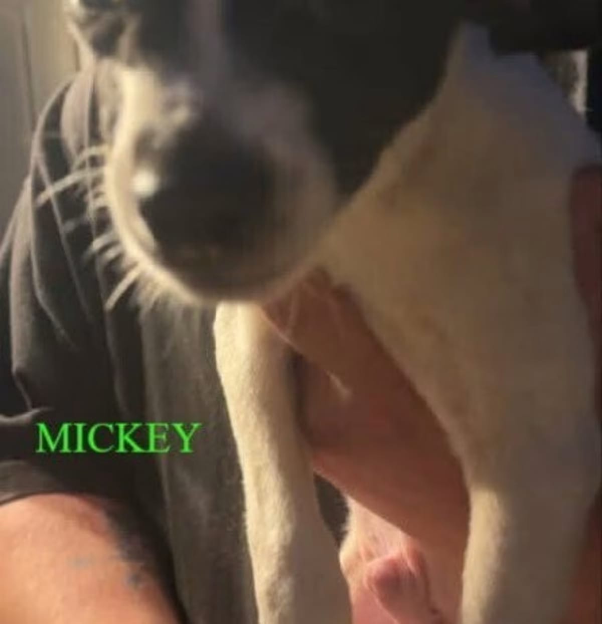 Photo of Mickey, adoptable Chihuahua in New York, New York