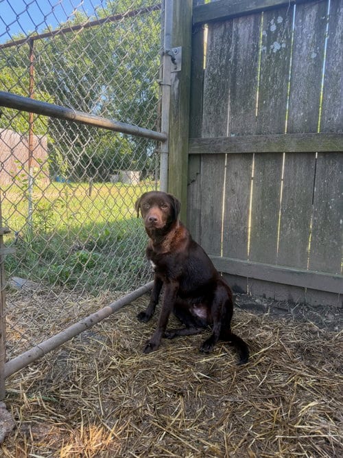 Photo of Gabbana, adoptable Labrador Retriever in Jackson, Mississippi