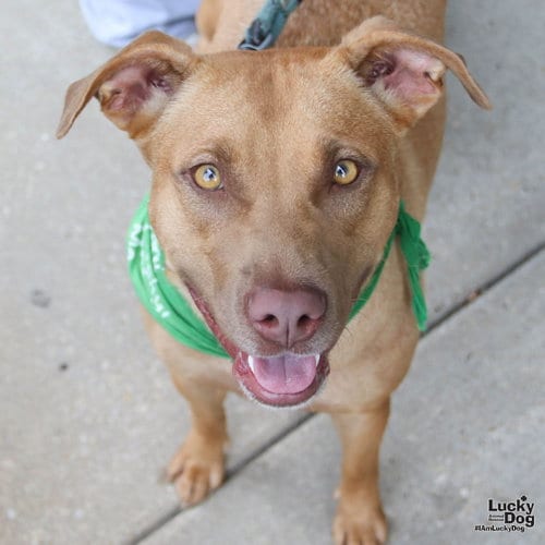 Photo of Ma'am, adoptable Labrador Retriever in Washington, District of Columbia