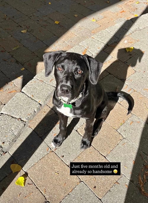 Photo of Otis, adoptable Pointer in Seattle, Washington