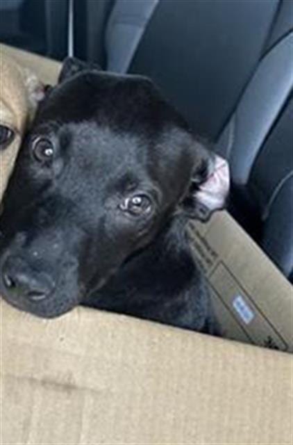 Photo of Liberty, adoptable Labrador Retriever in San Antonio, Texas