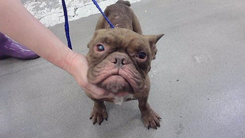 Photo of A2094737, adoptable French Bulldog in Houston, Texas