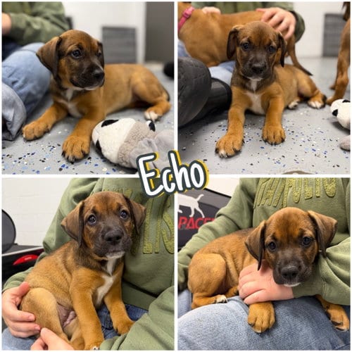Photo of Echo, adoptable Affenpinscher in Pierceton, Indiana