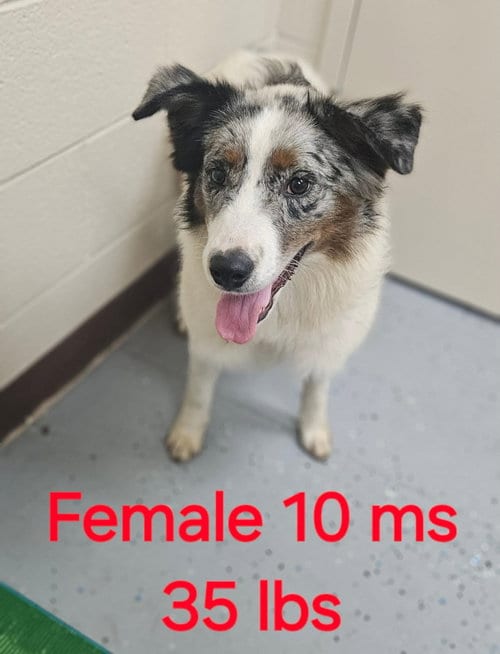 Photo of Phoebe, adoptable Australian Shepherd in Herndon, Virginia