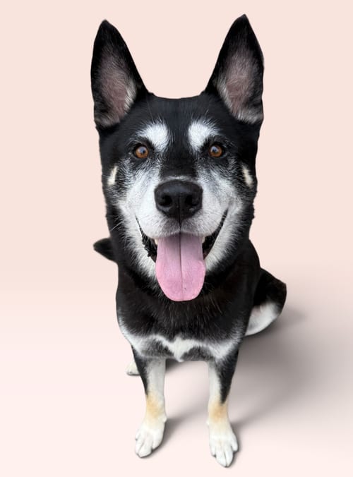 Photo of Josh, adoptable Husky in Rockville, Maryland