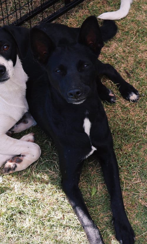Photo of Pugsley, adoptable Rat Terrier in Alta Loma, California