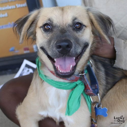Photo of Basil, adoptable Shepherd in Washington, District of Columbia
