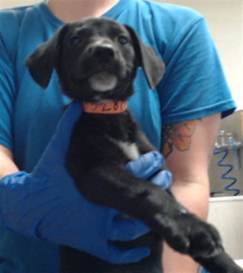 Photo of A433928, adoptable Labrador Retriever in Fayetteville, North Carolina