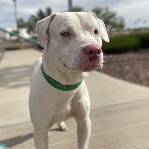 Photo of Fergus, adoptable American Pit Bull Terrier in Phoenix, Arizona