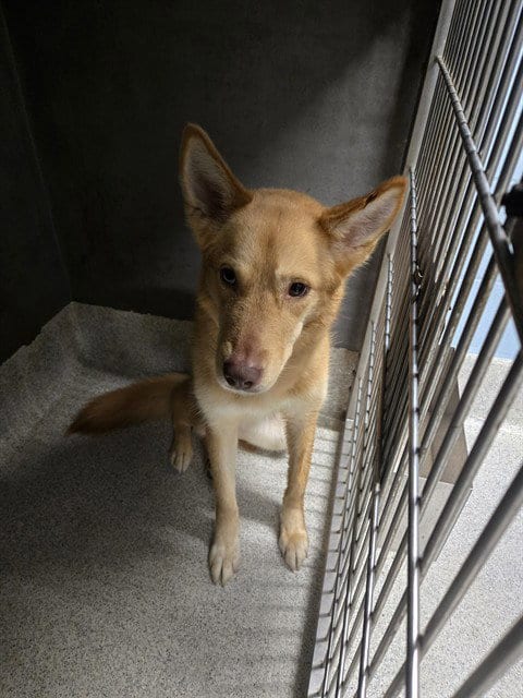 Photo of Athena, adoptable Siberian Husky in Tallahassee, Florida
