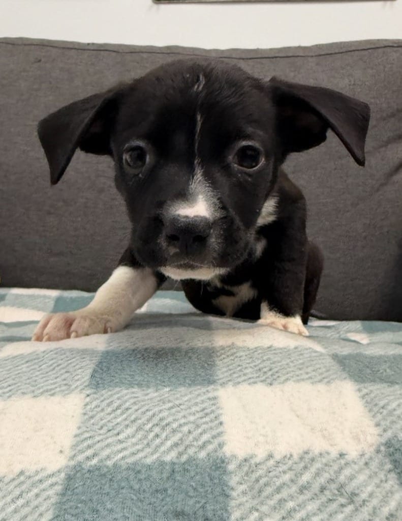 Photo of Maureen (Mx10), adoptable Terrier in Hartsville, South Carolina