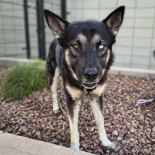 Photo of Pittsburgh, adoptable German Shepherd Dog in Mesa, Arizona
