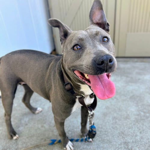 Photo of Piper, adoptable American Pit Bull Terrier in Oakland, California