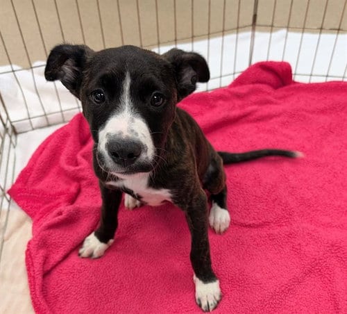 Photo of Molly, adoptable Pit Bull Terrier in Plano, Texas