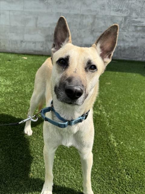 Photo of Maggy, adoptable German Shepherd Dog in Los Angeles, California
