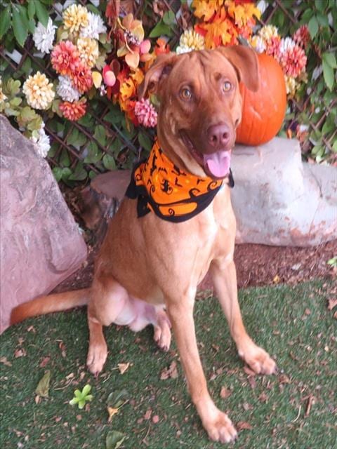 Photo of Reggie, adoptable Vizsla in Oklahoma City, Oklahoma