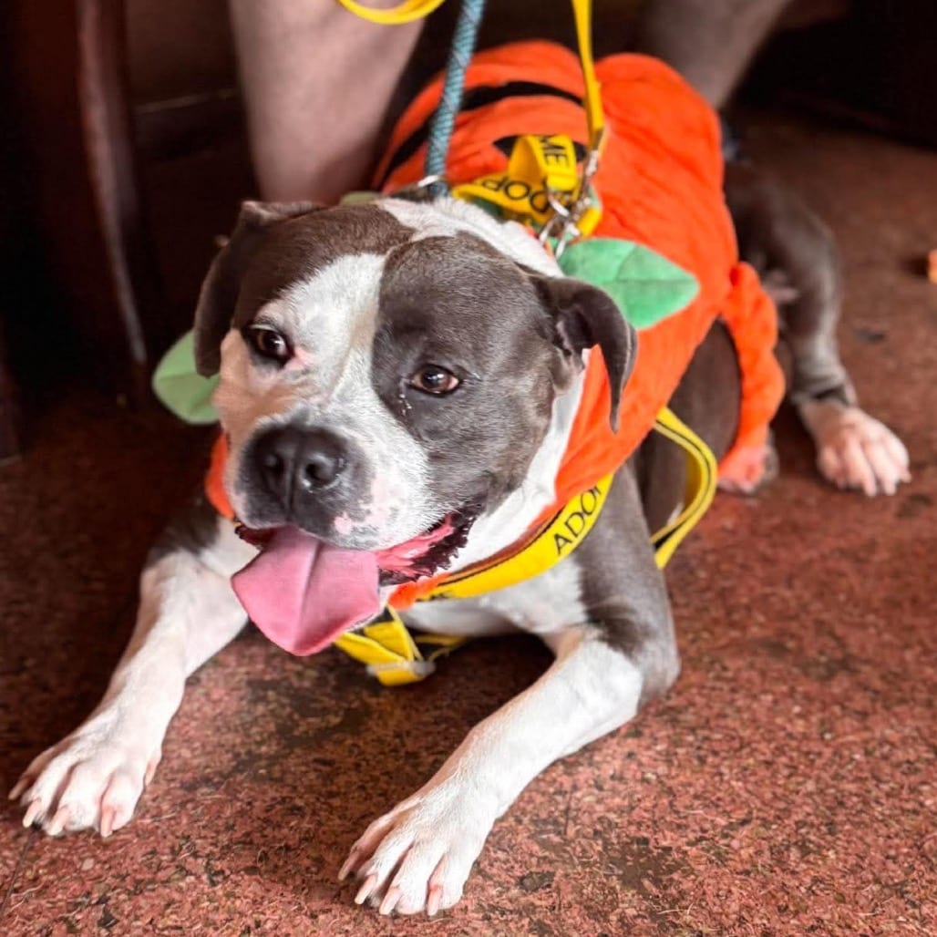 Photo of Saturday, adoptable Mixed Breed (Medium) in Greensboro, North Carolina