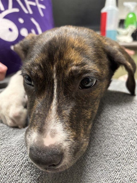 Photo of Jonah, adoptable Pit Bull Terrier in Plano, Texas