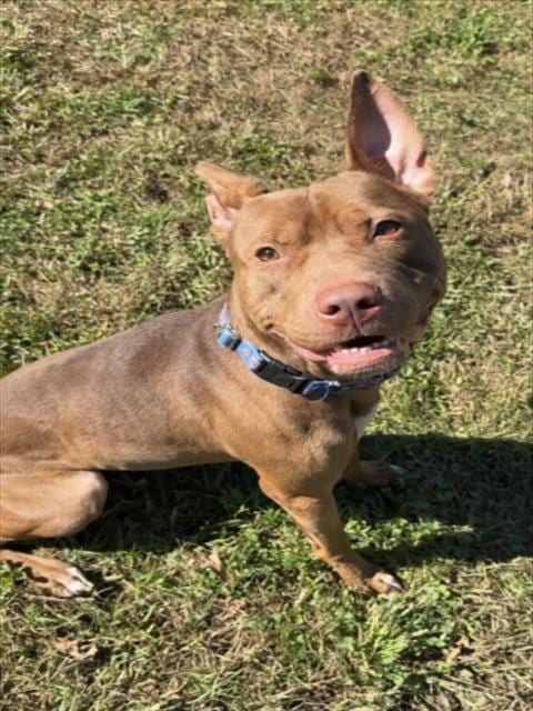 Photo of Petey, adoptable American Pit Bull Terrier in Derwood, Maryland