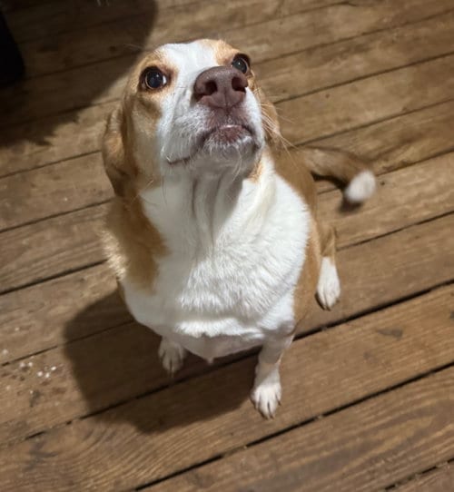 Photo of Peppa- true sweetheart, adoptable Labrador Retriever in Oakhurst, New Jersey