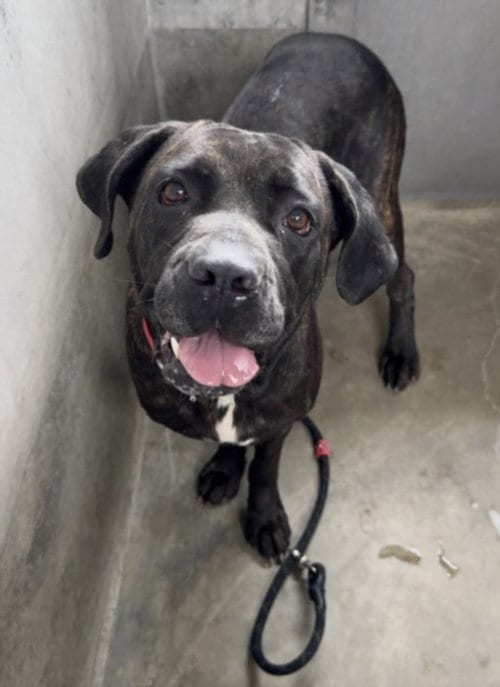 Photo of Dalila, adoptable Mastiff in Los Angeles, California