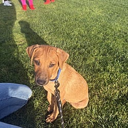 Photo of Grover, adoptable Labrador Retriever Mutt in EAST FALMOUTH, Massachusetts