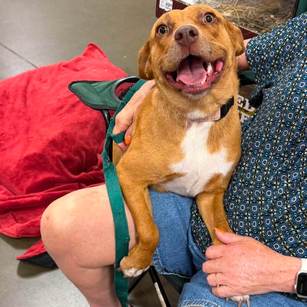 Photo of Zinnia, adoptable Mixed Breed (Medium) in Buffalo, Minnesota