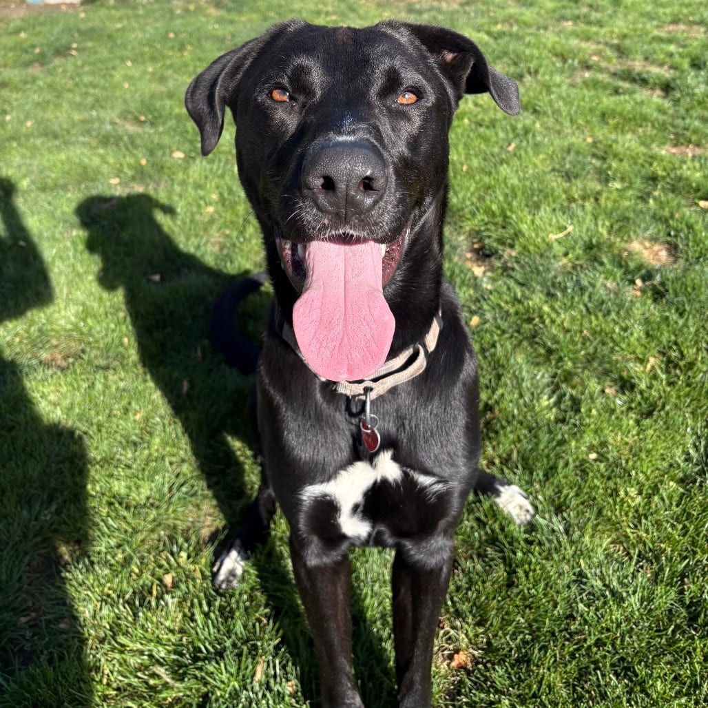 Photo of Koda, adoptable Mixed Breed (Large) in Medford, Oregon