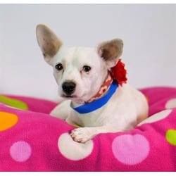 Photo of Tuco, adoptable Terrier (Unknown Type, Medium) in Jurupa Valley, California
