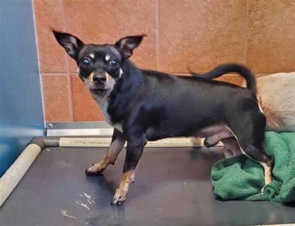 Photo of Graham, adoptable dog in Auburn, Washington