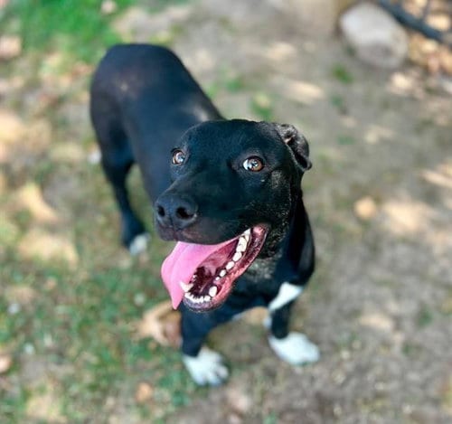 Photo of Rumi, adoptable Pit Bull Terrier in Riverside, California